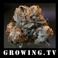 growingtv