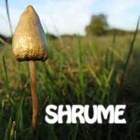 shrume